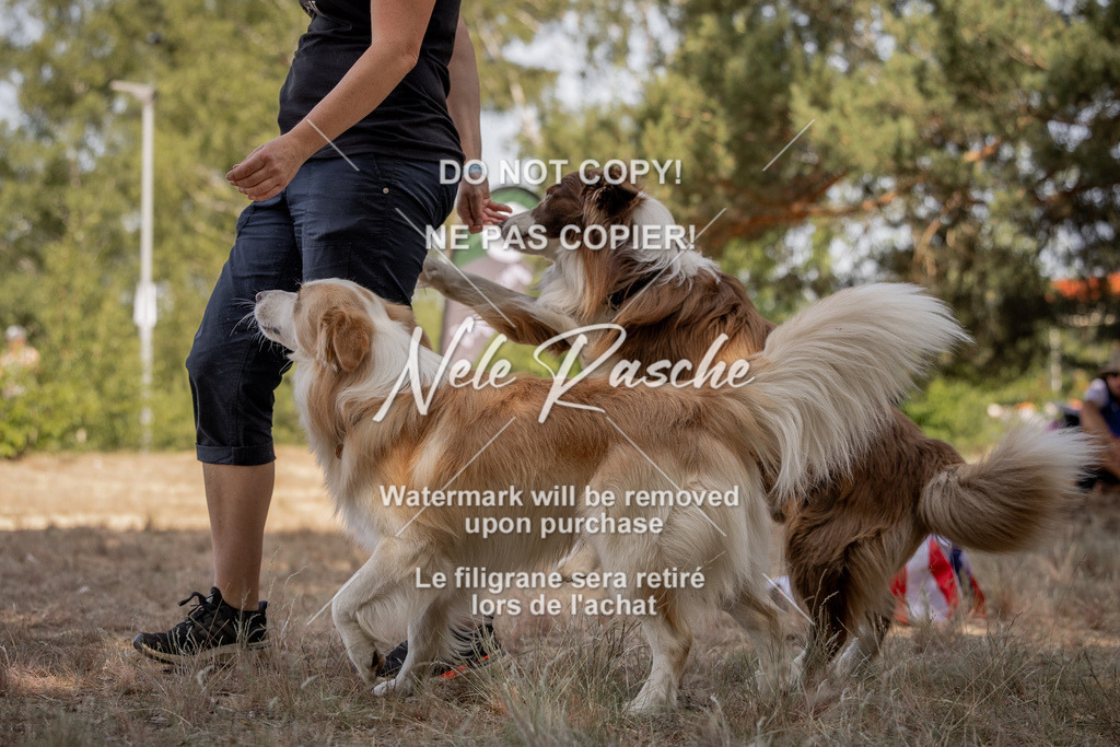 nelerasche_soDD2_157 | nelerasche