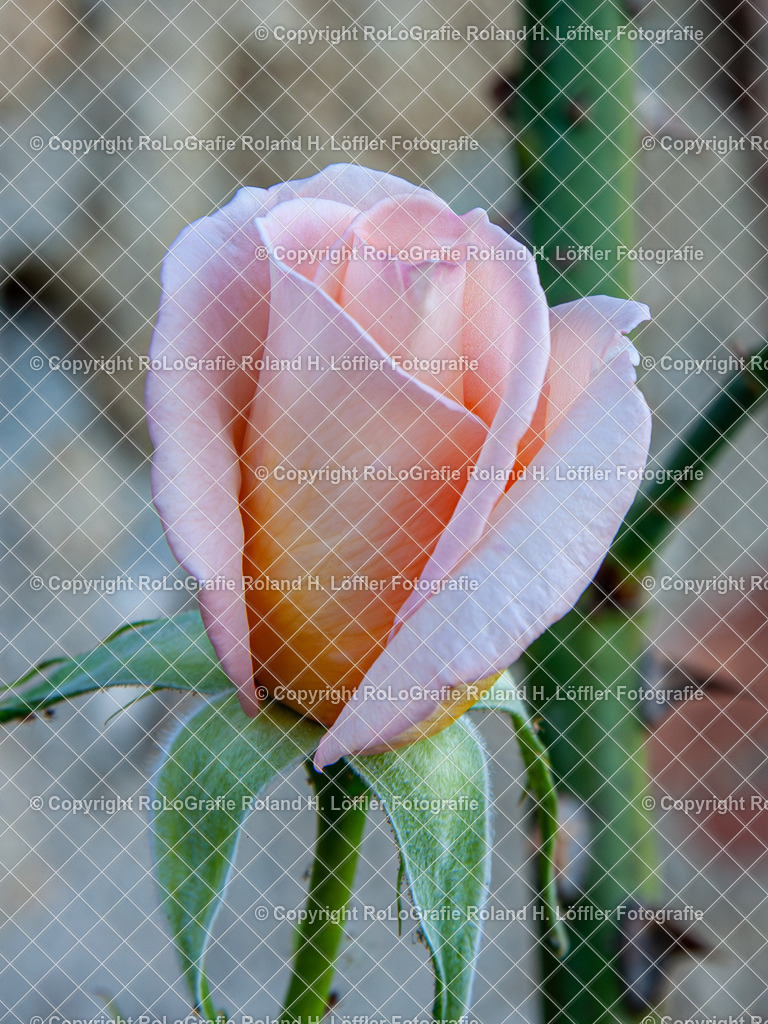 20090519-IMG_8679 | Wandfotos und Wandbilder für Büro, Kanzlei, Praxis und Unternehmen in höchster Qualität. Verfügbar als Jahreskalender, Holzdruck, Leinwand, Forex-Fotodruck, Alu-Dibond, Acrylglas, Akustikbilder. - Realisiert mit Pictrs.com