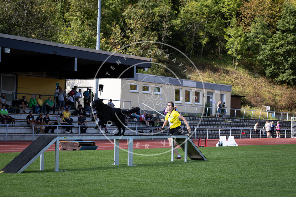 Pfotenfotografie_DV3A0301 | Hundefotografie, Tierfotograf, Pfotenfotografie, Fotoshooting Hund, Hunde Portrait, Hundesport, Hundeportraits, Heideshooting, Hunde, Sportfotograf, Hundefotograf, Turnierhundsport, THS,  - Realisiert mit Pictrs.com