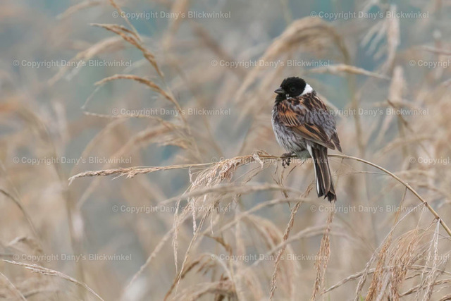 2018102 | Tierfotografie, Tierkalender, Tierbilder, Insekten, Spinnen, Vögel, Schmetterling, Libellen, Leinwand, Colorkey, Qualität, Geschenkartikel, Geschenk - Realisiert mit Pictrs.com