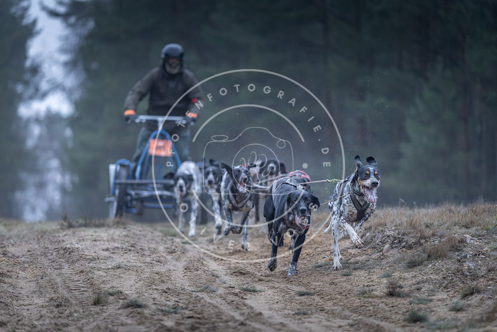 Pfotenfotografie_DV3A0113-2 | Hundefotografie, Tierfotograf, Pfotenfotografie, Fotoshooting Hund, Hunde Portrait, Hundesport, Hundeportraits, Heideshooting, Hunde, Sportfotograf, Hundefotograf, Turnierhundsport, THS,  - Realisiert mit Pictrs.com