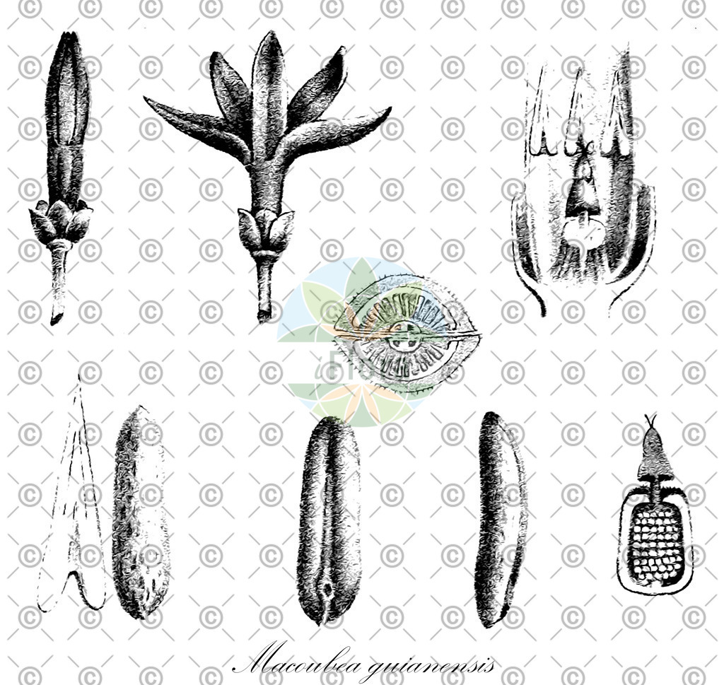 HistAbb_wfo-0001135035_1_ENZY_Simple | Historische Abbildung von Macoubea guianensis - Apocynaceae | Historical Illustration of Macoubea guianensis - Apocynaceae