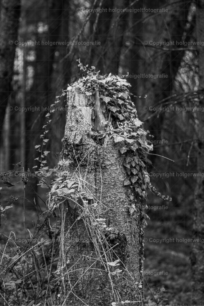Baumrest | Kaufen sie online außergewöhnliche Fotografien auf Leinwand Acrylglas Fotoprint Aludibond von holgerweigeltfotografie - Realisiert mit Pictrs.com