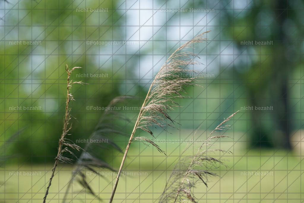 20230527-FAH06814 | Vielseitigkeitsturnier, 27.05.2023, RC Steinsee, Trakehner Championat 2023, Bayern, Niederseeon, Moosach, Turnierbilder, Reitsport Fotograf, Turnierfotografen Bayern, Fotoagentur Herrmann, Turnierfotos