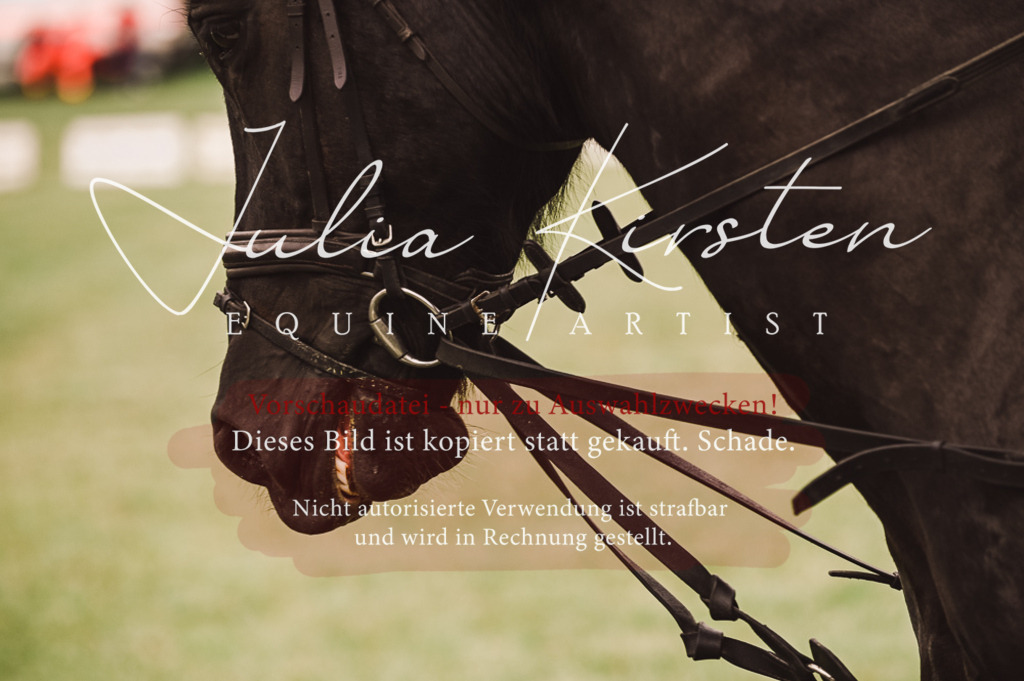 DSC_5131 | Pferde- und Turnierfotografie in Westsachsen. Pferdeportraits, Auftragszeichnungen und intuitive Kunst.