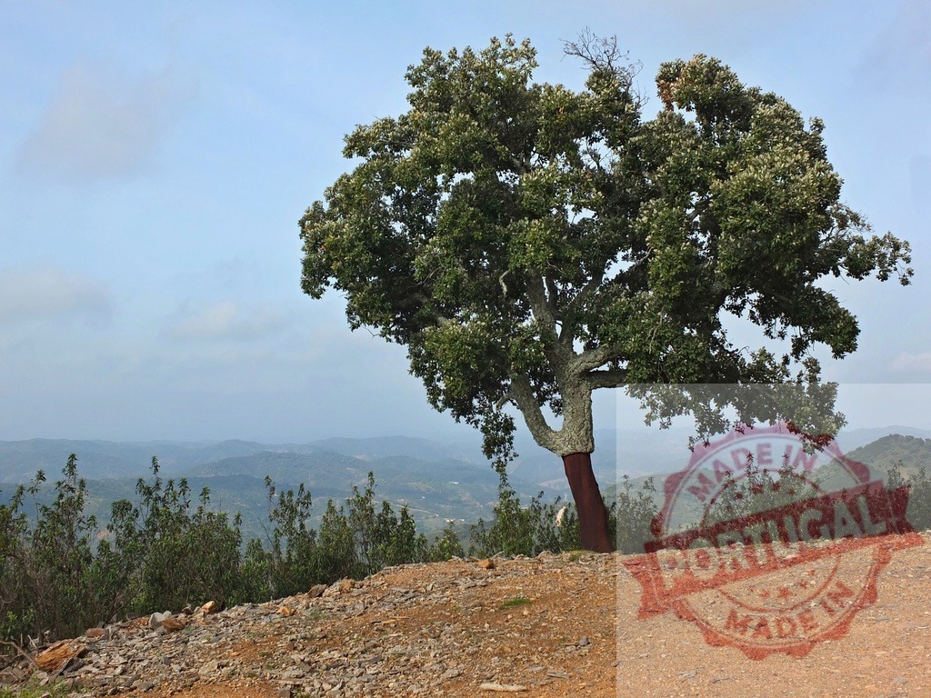 Cork oak tree with peeled bark on rural hillside | Cork oak tree showing stripped bark standing on a hilltop with rolling hills background - Realisiert mit Pictrs.com