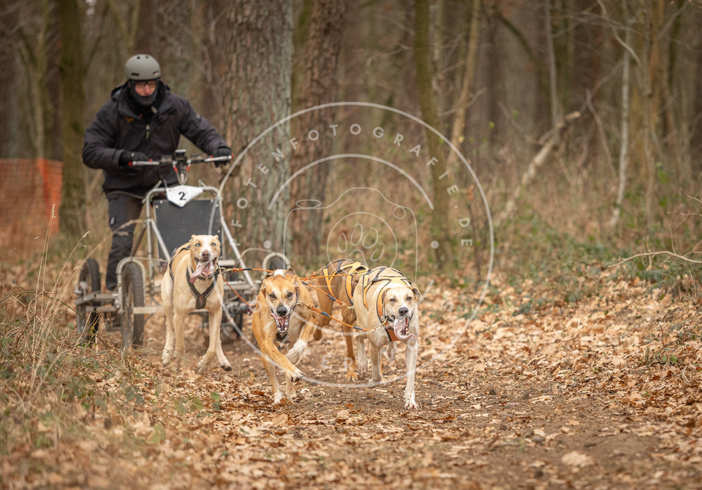 Pfotenfotografie_DV3A8628 | Hundefotografie, Tierfotograf, Pfotenfotografie, Fotoshooting Hund, Hunde Portrait, Hundesport, Hundeportraits, Heideshooting, Hunde, Sportfotograf, Hundefotograf, Turnierhundsport, THS,  - Realisiert mit Pictrs.com