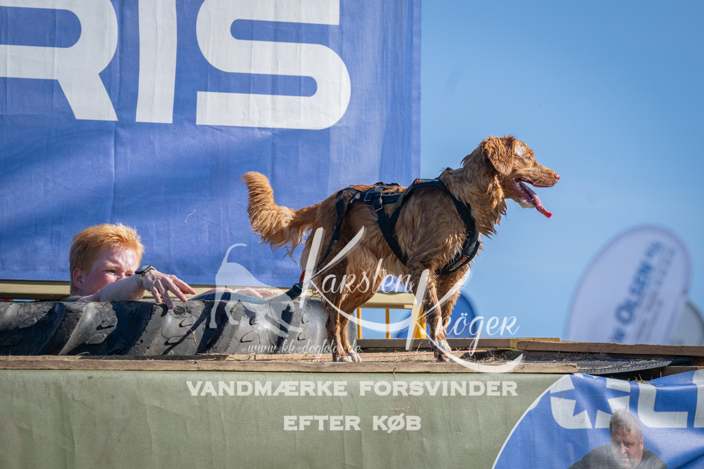 1000_ZZ97104 | kk-dogfotos