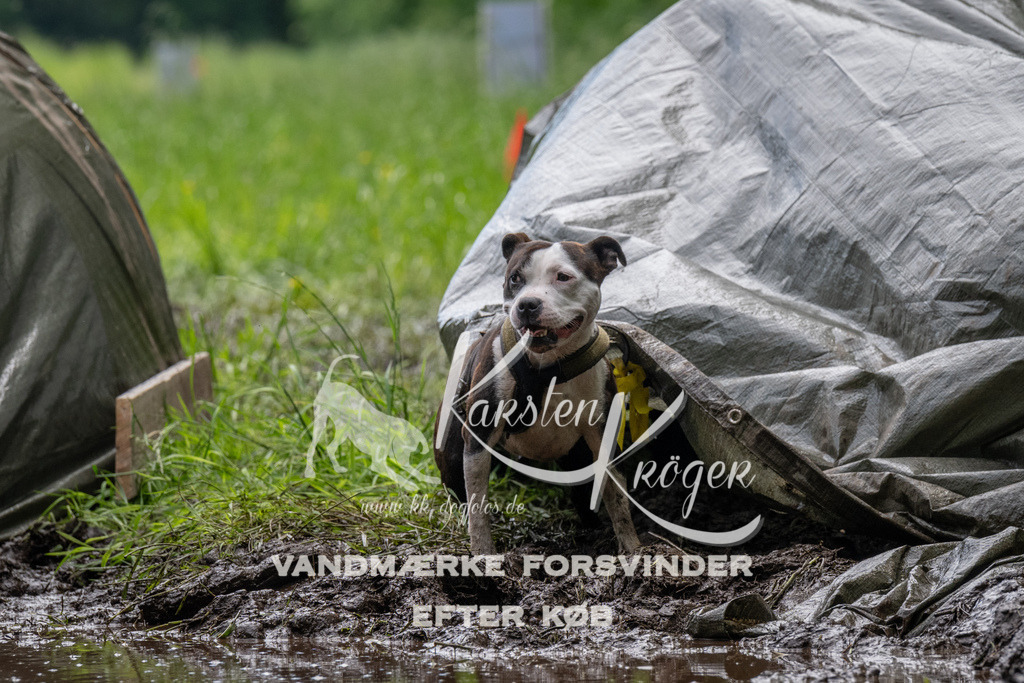 1106_ZZ91436 | kk-dogfotos