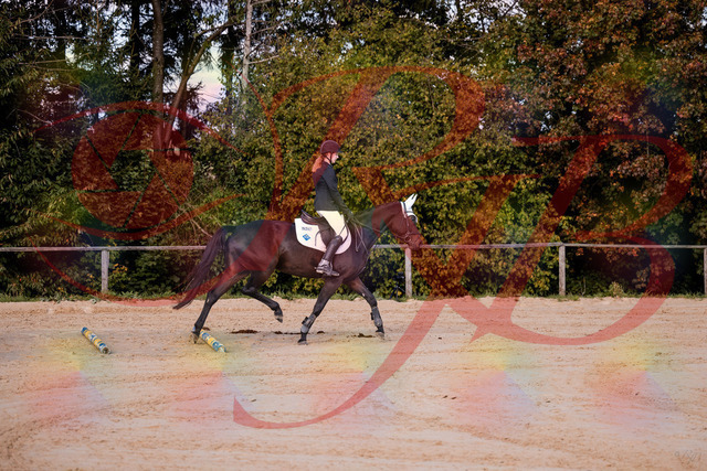 2026_10_03_Siefer-Hof_145847_Z81_40506127 | Professionelle Reitsport-, Turnier- und Eventfotografie von Robert Broda. Galerien mit ausgewählten und bearbeiteten Bildern direkt online ansehen und bestellen.