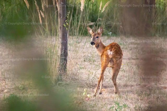 202225 | Tierfotografie, Tierkalender, Tierbilder, Insekten, Spinnen, Vögel, Schmetterling, Libellen, Leinwand, Colorkey, Qualität, Geschenkartikel, Geschenk - Realisiert mit Pictrs.com