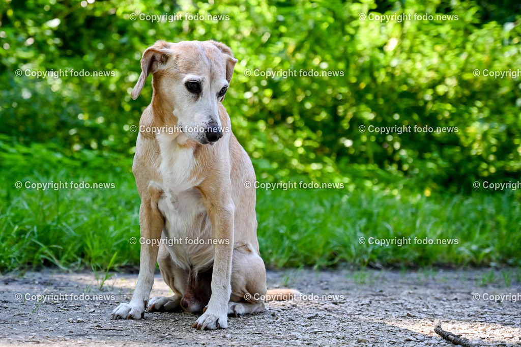 Hunde_ Arrigo und Luigi_ 12.10.2021-4 | 12.10.2021, Linz, AUT, Hund, Hunde, im Bild Hund, Hunde, spazieren, Freilaufzone, Arrigo und Luigi