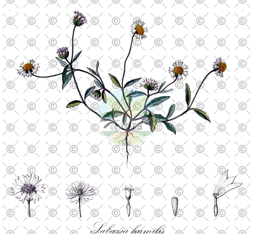 HistAbb_wfo-0000299547_1_ENZY_Simple | Historische Abbildung von Sabazia humilis - Asteraceae | Historical Illustration of Sabazia humilis - Asteraceae