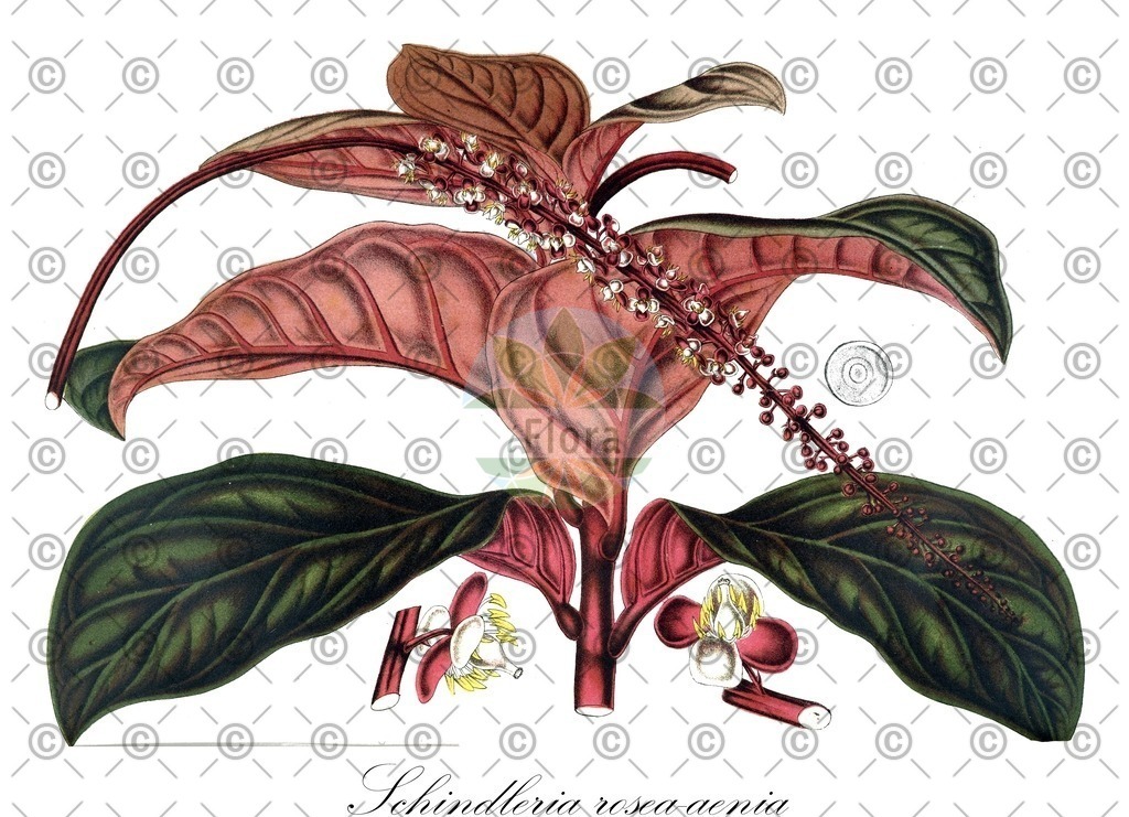 HistAbb_wfo-0001049781_2_ENZY_Simple | Historische Abbildung von Schindleria rosea-aenia - Petiveriaceae | Historical Illustration of Schindleria rosea-aenia - Petiveriaceae