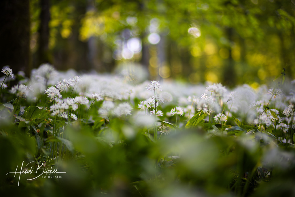 Blühender Bärlauch  | Blühender Bärlauch - Realisiert mit Pictrs.com
