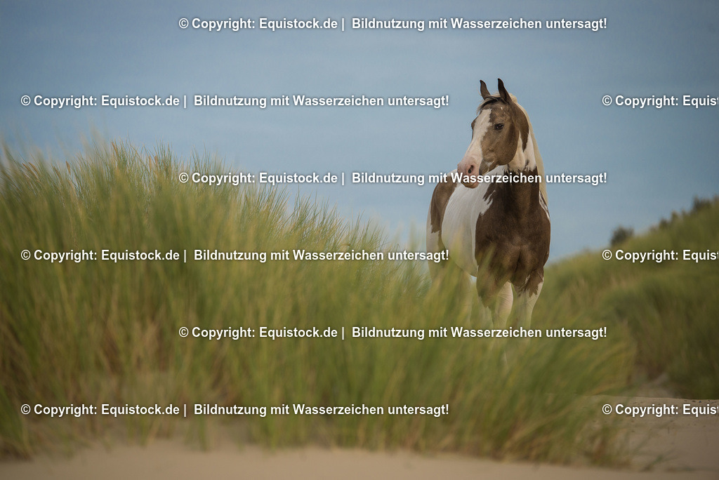 TS_20160928_Pferd_am_Strand_0003 | Foto: Thomas Hartig