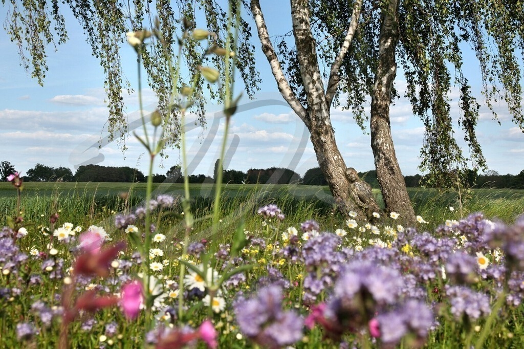 NatureArt-BLUMENWIESE_4211 | Birken am bunten Feldrand | #002 | Modell: Liza | Foto: Sandra Diersche-Schwamm - Realisiert mit Pictrs.com