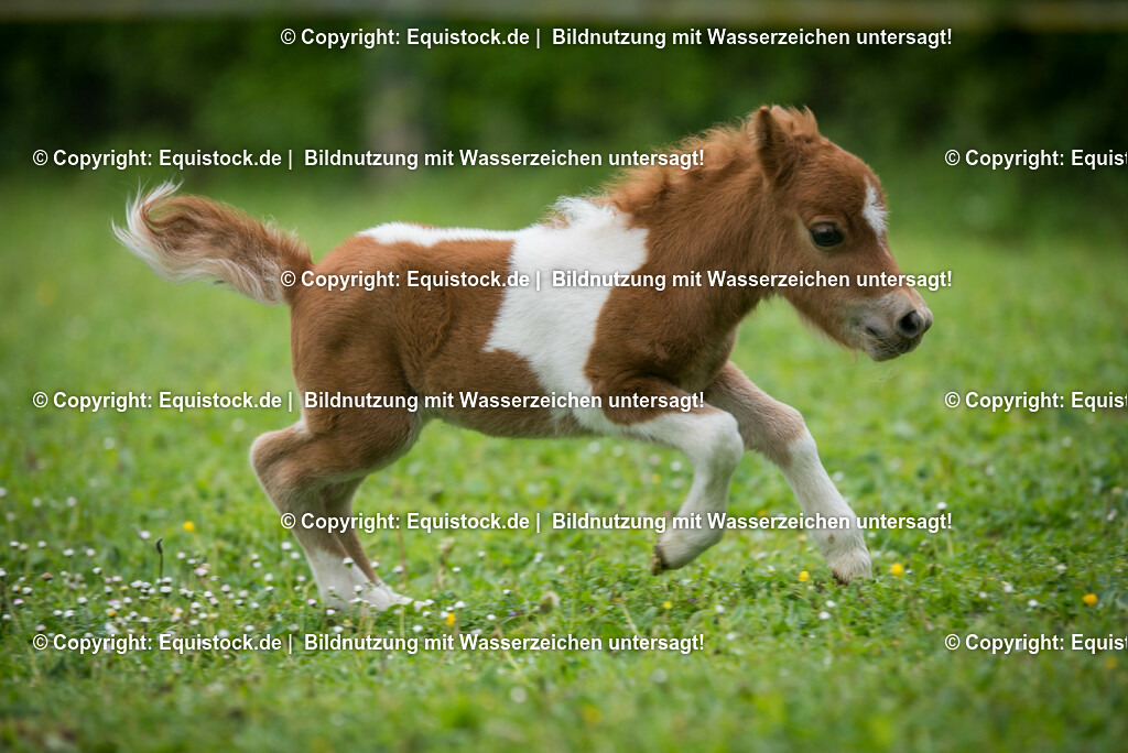 20150502_Fohlen_0001 | equistock