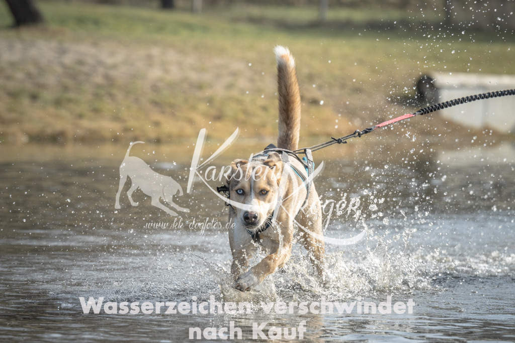 1044_ZZ99505 | kk-dogfotos
