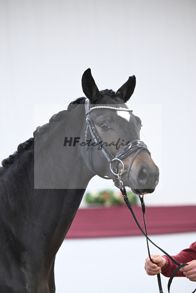 Kat-Nr. 105 Floricello x Sir Donnerhall_Frieder Heilemann_47253520 | hf-fotografie - Realisiert mit Pictrs.com