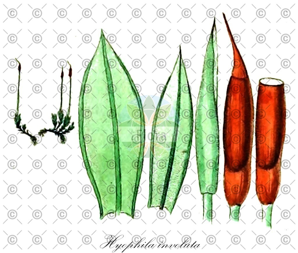 HistAbb_wfo-0000216152_1_ENZY_Simple | Historische Abbildung von Hyophila involuta - Pottiaceae | Historical Illustration of Hyophila involuta - Pottiaceae