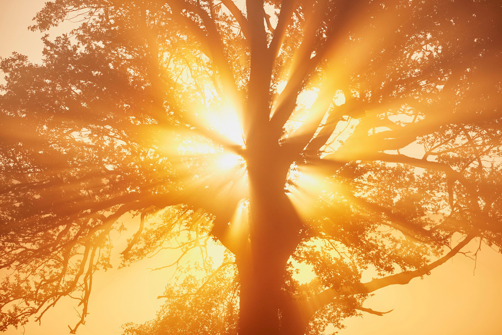 Baum im Nebel | Lauterach, Austria - September 09, 2015: Sonnenaufgang in Riedlandschaft. - Realisiert mit Pictrs.com