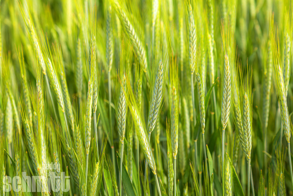 PS-Natur-2026-36 | Entdecke die größte Bildgalerie der Region mit Fotografien aus dem Allgäu, der Bodenseeregion, Oberschwaben, dem Donautal und der Schwäbischen Alb. Landschaften, Luftaufnahmen und Reisefotografie als Wandbild und Fotokunst. - Realisiert mit Pictrs.com