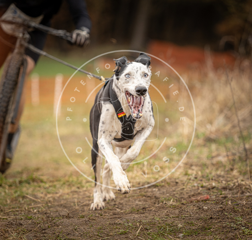 DV3A1461 | Hundefotografie, Tierfotograf, Pfotenfotografie, Fotoshooting Hund, Hunde Portrait, Hundesport, Hundeportraits, Heideshooting, Hunde, Sportfotograf, Hundefotograf, Turnierhundsport, THS,  - Realisiert mit Pictrs.com