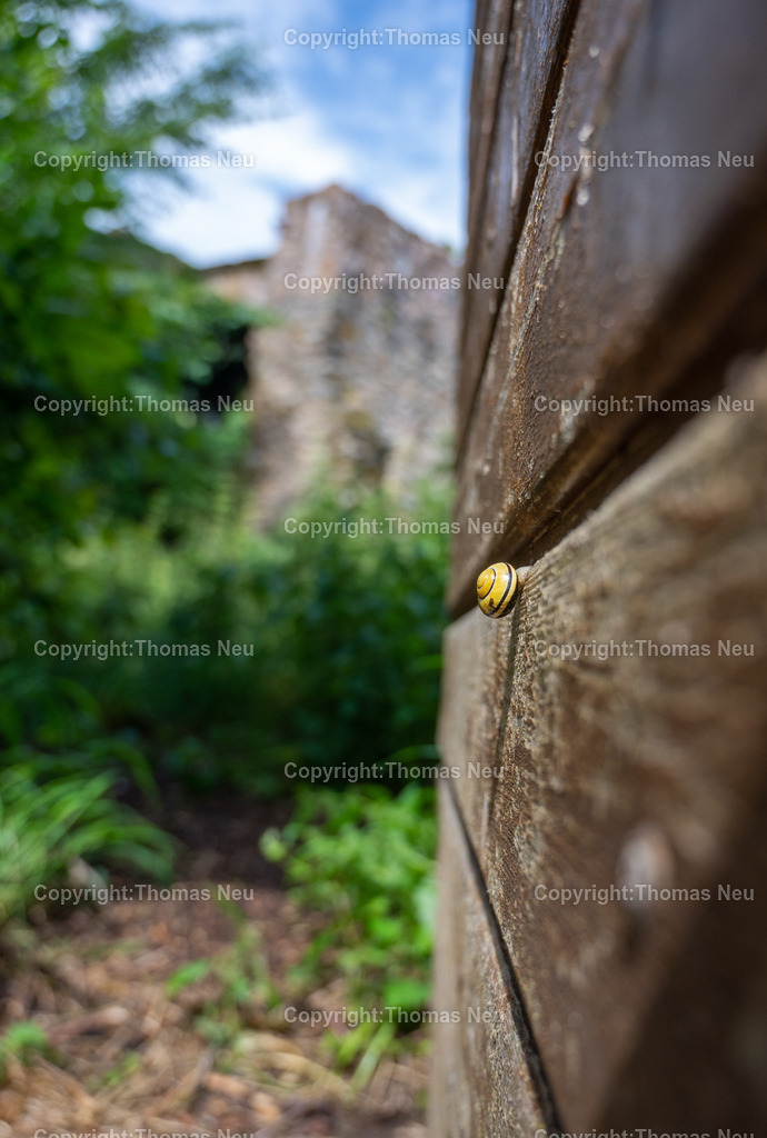 DSC_1257 |  Lindenfels, Schnecke in Lindenfels auf einer alten Holztür,, Bild: Thomas Neu