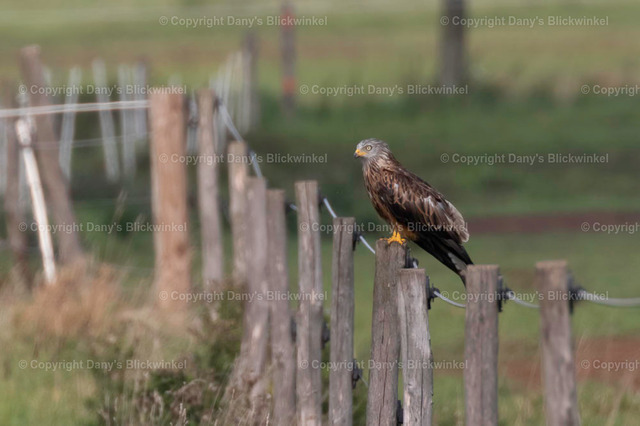 201751 | Tierfotografie, Tierkalender, Tierbilder, Insekten, Spinnen, Vögel, Schmetterling, Libellen, Leinwand, Colorkey, Qualität, Geschenkartikel, Geschenk - Realisiert mit Pictrs.com