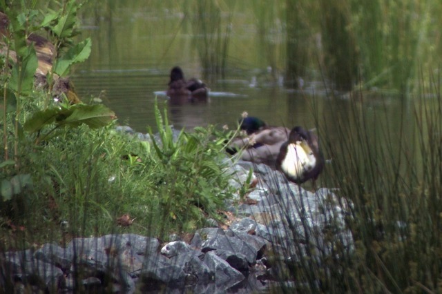 Stockenten auf Stein und im Wasser | Verkauf von Fotos und  Videoclips zumThema Natur.Motive sind Pflanzen, Tiere, Landschaftenund Wetter