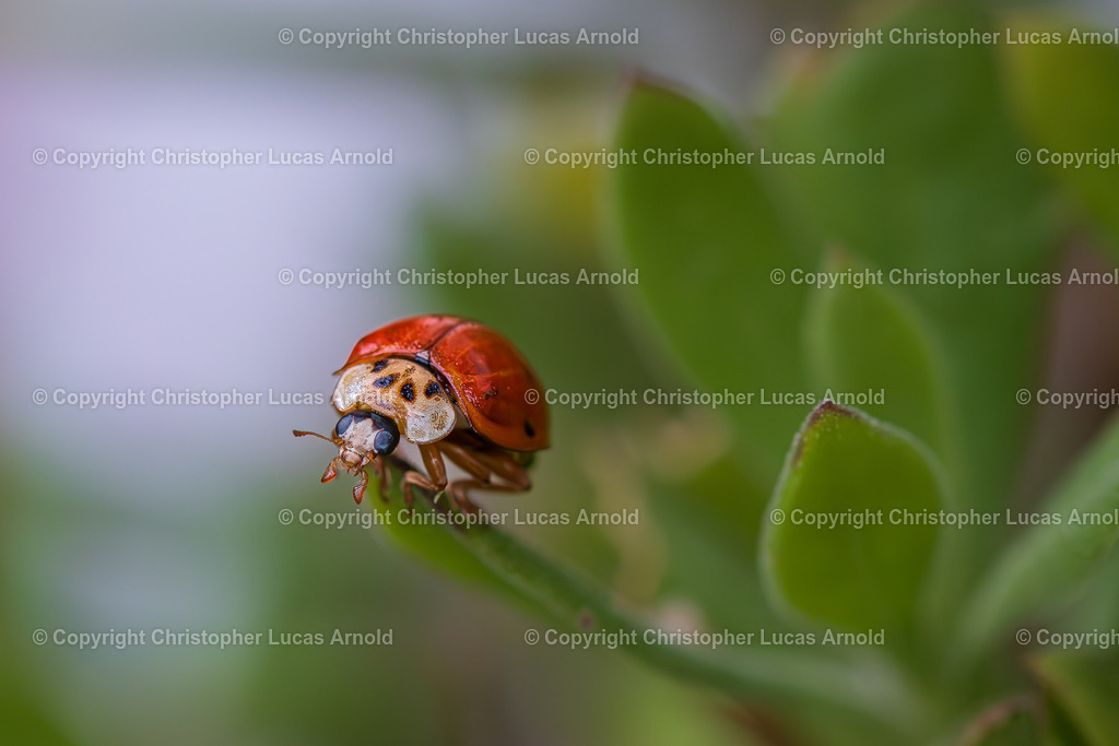 Marienkäfer | bildkomponist - Realisiert mit Pictrs.com