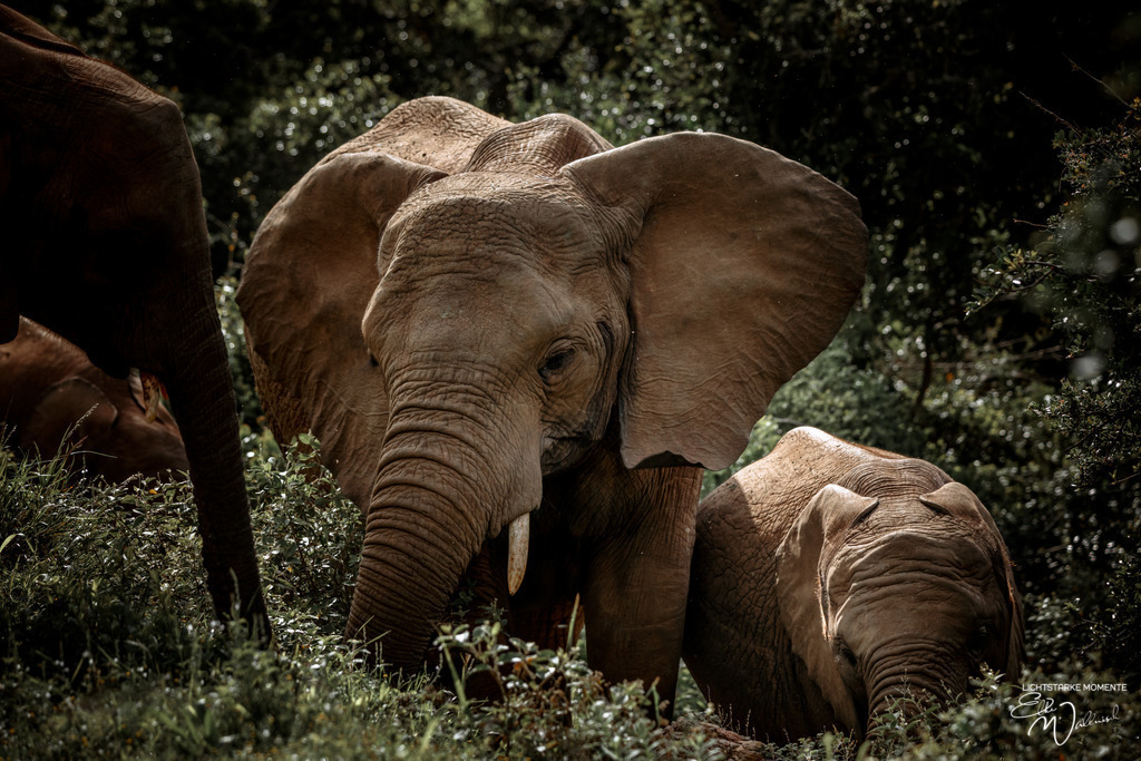 20231011-073548 SOUTHAFRIKA_-2-1 | Herzlich willkommen auf meiner Seite! Ich bin Elke Wallnisch, Deine Fotografin für lichtstarke Momente. Der Name steht für alles, was mich mit der Fotografie verbindet: Das Licht und seine machtvolle Wirkung auf eine Situation oder unsere Stimmung - Realisiert mit Pictrs.com