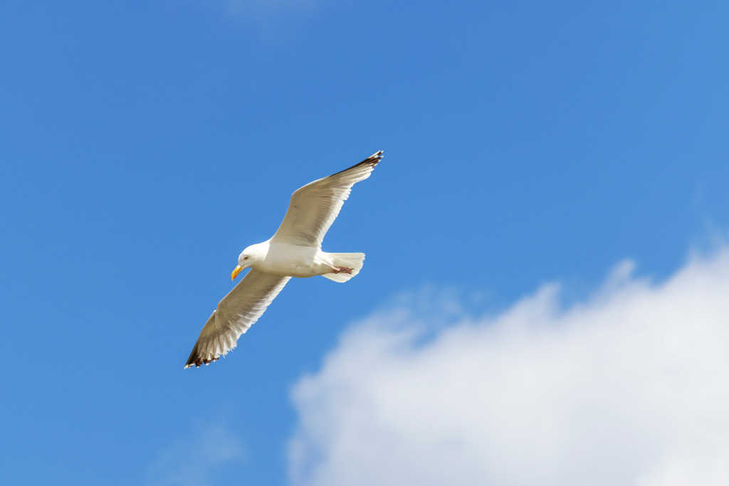 Wandbild: Fliegende Möwe über dem Weidefelder Strand | Genießen Sie die friedliche und freie Stimmung dieses Wandbildes, das eine Möwe in voller Flugpose über dem Weidefelder Strand zeigt. Der blaue Himmel und die helle Wolke im Hintergrund betonen die natürliche Schönheit und Leichtigkeit der Szene. Ideal für alle, die sich eine maritime und beruhigende Atmosphäre in ihren Räumen wünschen. - Realisiert mit Pictrs.com