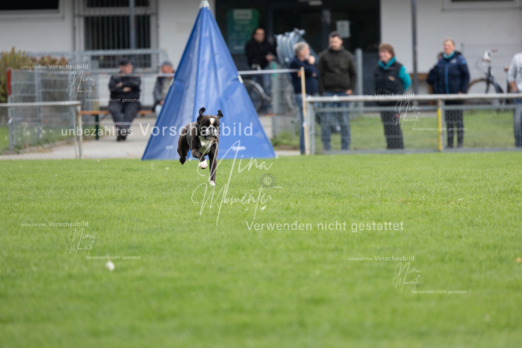 _16A7092 | Einzigartige Fotos von Hunden & Menschen –Actionfotos, Portraits, Vereinsaufnahmen & Paarshootings – authentisch, lebendig & mit Herz.