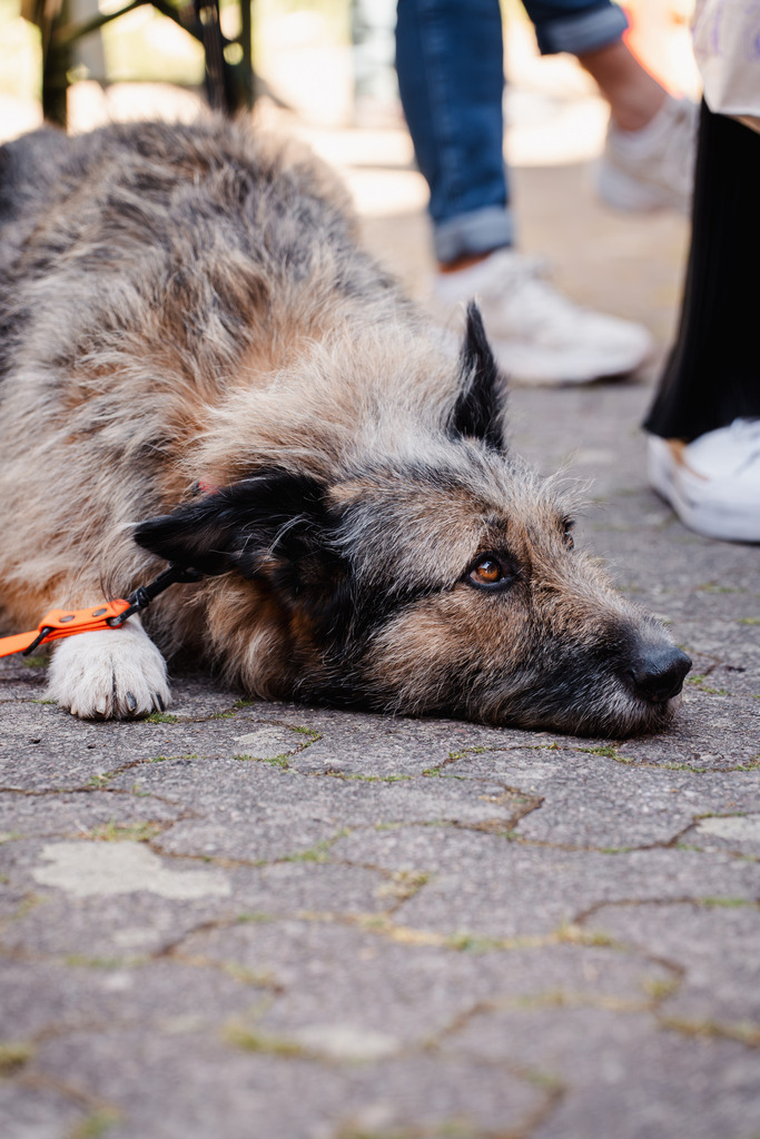20260426-113 | MuT (Mensch und Tier) mit Mona - Fotografie und Tierkommunikation - Realisiert mit Pictrs.com