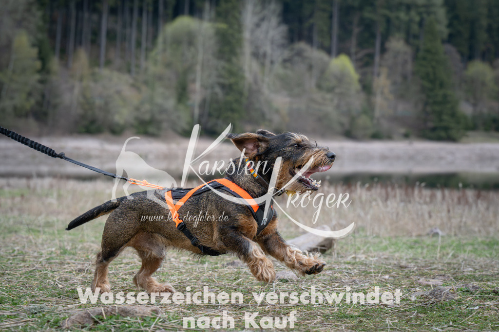 1842_ZZ90058 | kk-dogfotos