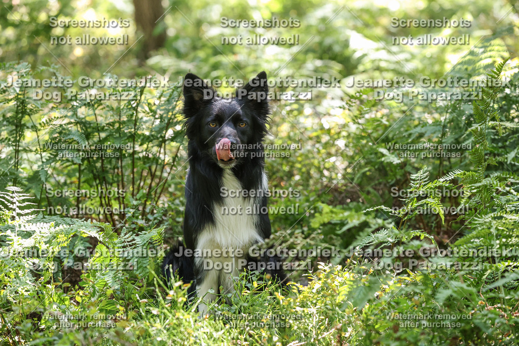 Dog Paparazzi -  Agiltiy Greffen 0826-1184 | Dog Paparazzi Jeanette Grottendiek Fotografie & Videografie - Realisiert mit Pictrs.com