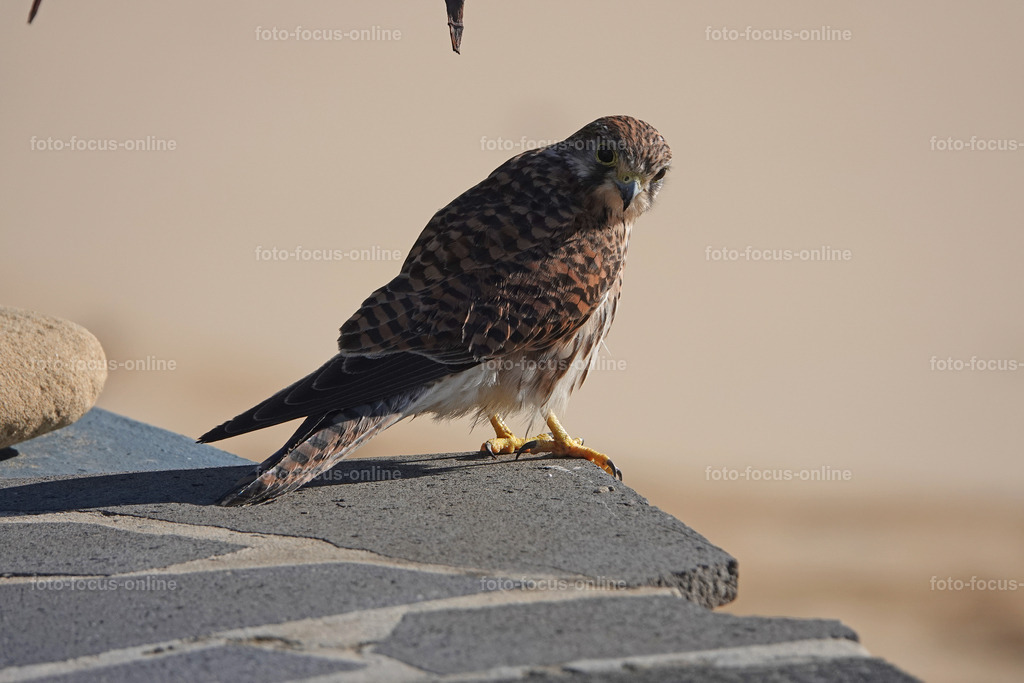 10 | foto-focus-online