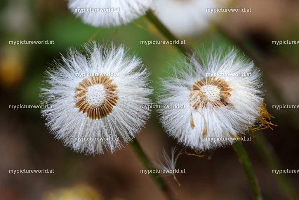 Huflattich-005 | Das Bilderarchiv über Tiere, Planzen und Landschaften. In der Bilddatenbank finden Sie ein große Auswahl an hochwertigen Bilder für Ihre Werbung - Realisiert mit Pictrs.com