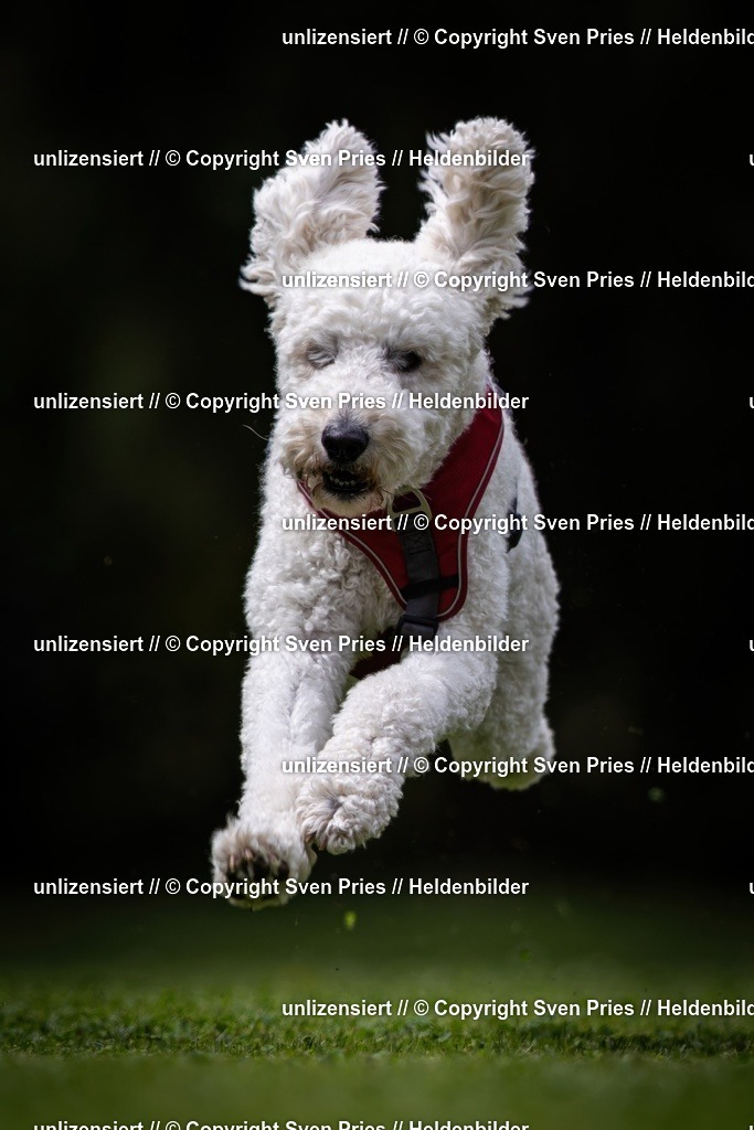 Sven Pries | 19. Allgemeines Hunderennen Karlsruhe Durlach - Realisiert mit Pictrs.com