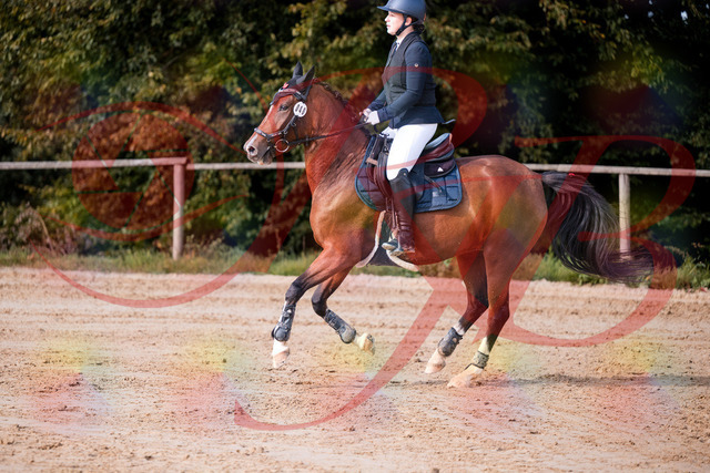 2026_10_03_Siefer-Hof_145723_Z81_38945971 | Professionelle Reitsport-, Turnier- und Eventfotografie von Robert Broda. Galerien mit ausgewählten und bearbeiteten Bildern direkt online ansehen und bestellen.