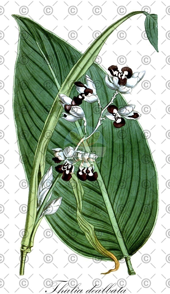 HistAbb_wfo-0000407625_1_ENZY_Simple | Historische Abbildung von Thalia dealbata - Marantaceae | Historical Illustration of Thalia dealbata - Marantaceae