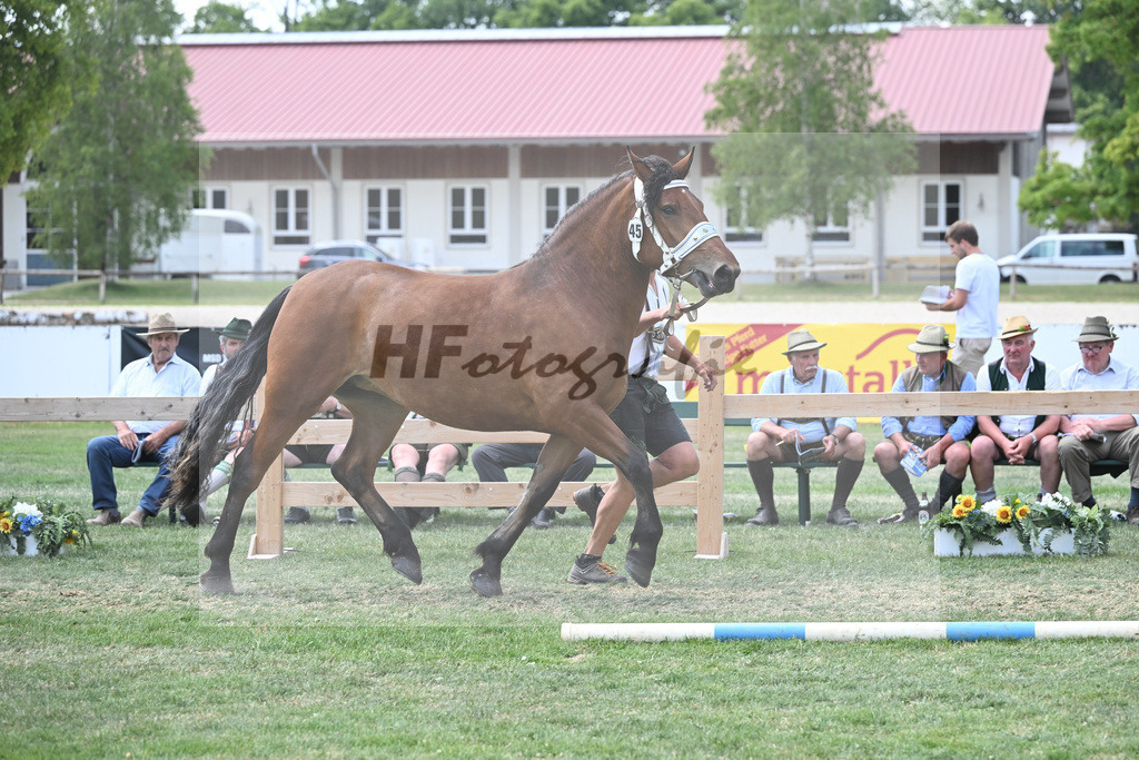 Kat-Nr. 45 Hailey_Radel_20230705 | hf-fotografie - Realisiert mit Pictrs.com