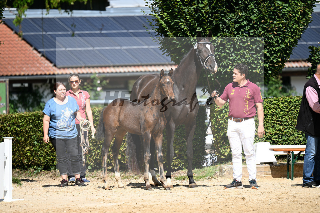 Kat-Nr. 42 Va Bene x Dante Weltino_SF_Kopp_29251230 | hf-fotografie - Realizzato con Pictrs.com