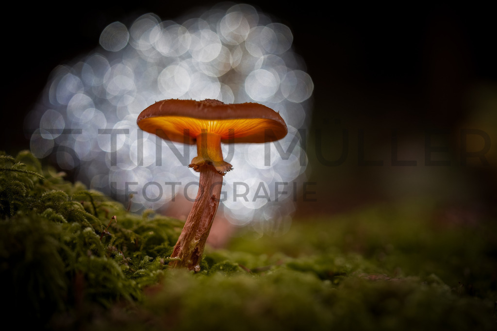 DSC00051-Bearbeitet | Tinu Müller Fotografie- Bildershop - Realisiert mit Pictrs.com