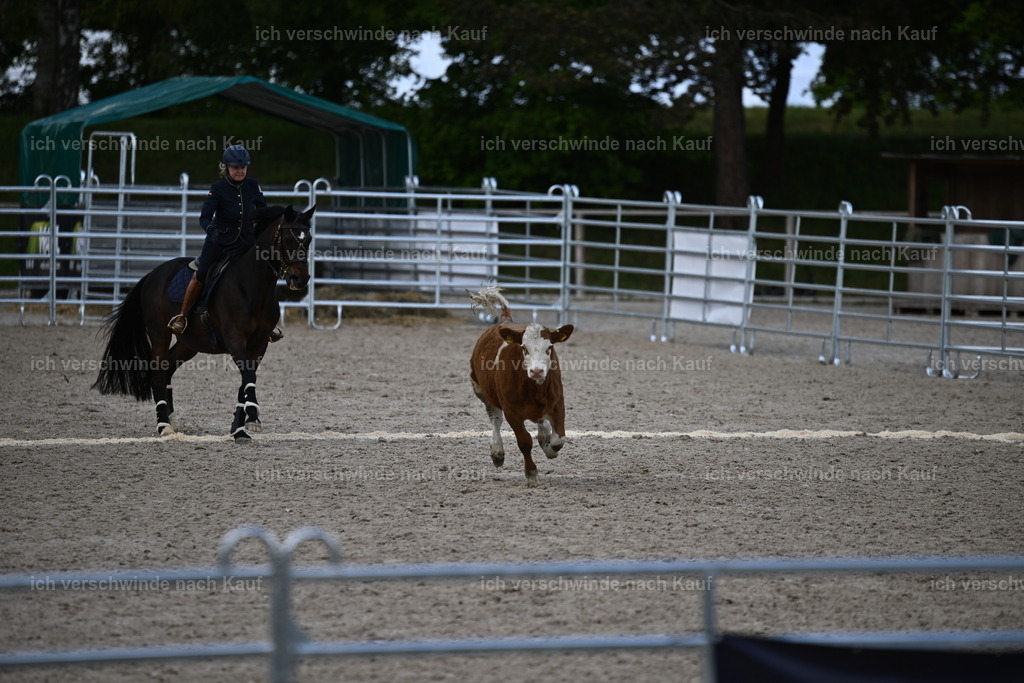 PI26_COW_Sara Landvogt226_7382.JPG | working equitationturnier fotograf videograf stoibphotography marixx film working equitation deutschland reitsport turnierfotografie eventfotografie equestrian events