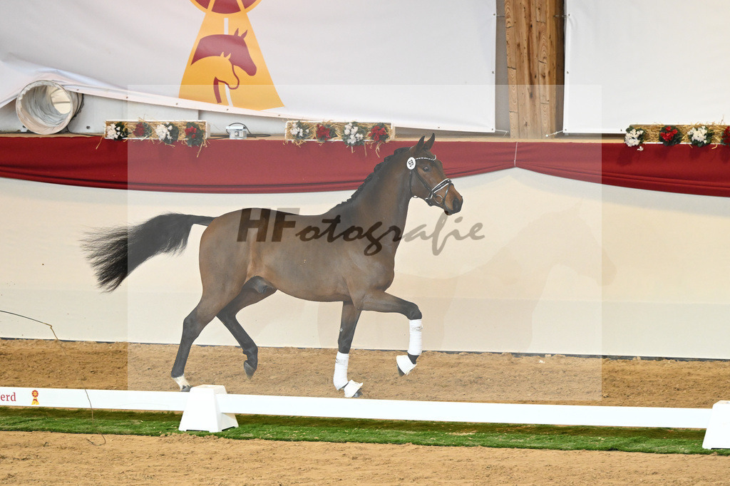 Kat-Nr. 59 Fuerst Samarant_Reesink Horses_1230377 | hf-fotografie - Realisiert mit Pictrs.com