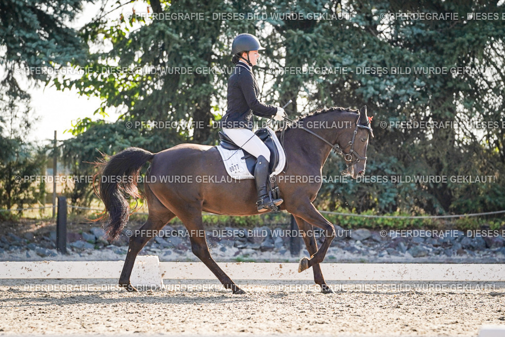 DSC08930 | Pferdegrafie