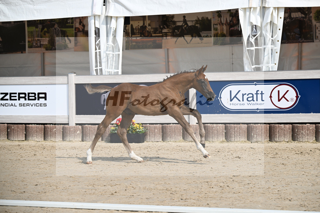Zirocco Blue x Kannan_HF_Maier_12250178 | hf-fotografie - Realizzato con Pictrs.com